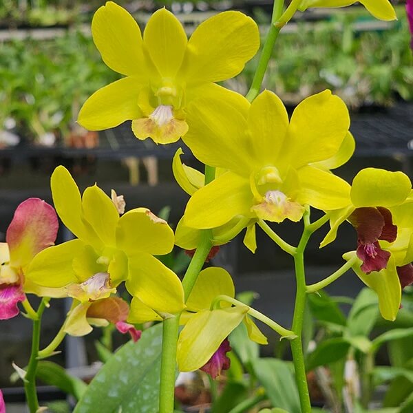 Dendrobium Orchid Seeds – Yellow