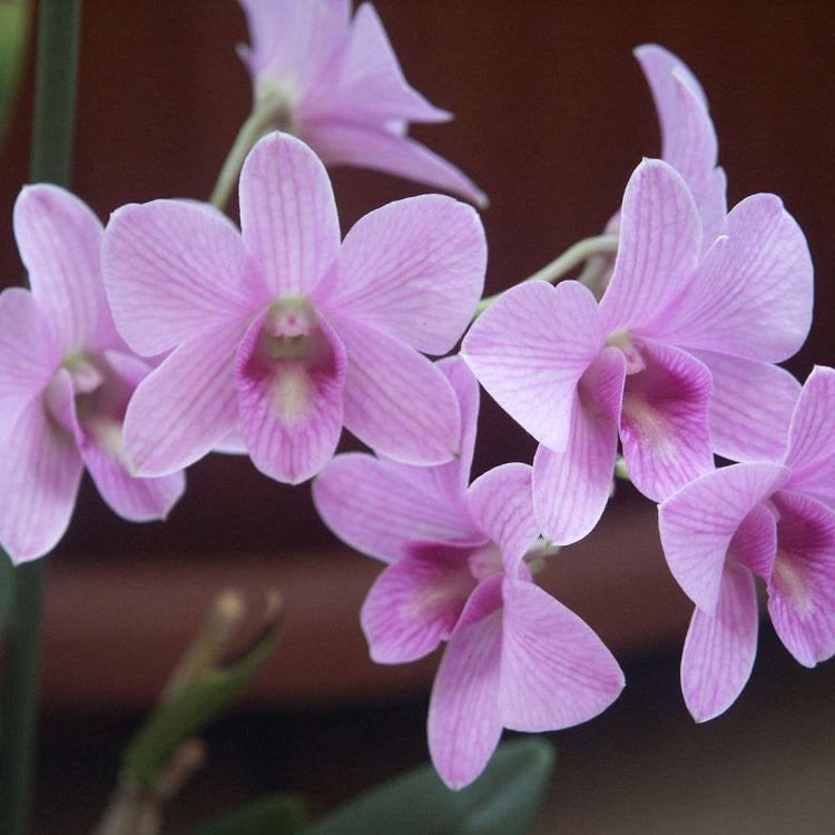 Dendrobium Orchid Seeds - Flower Plant