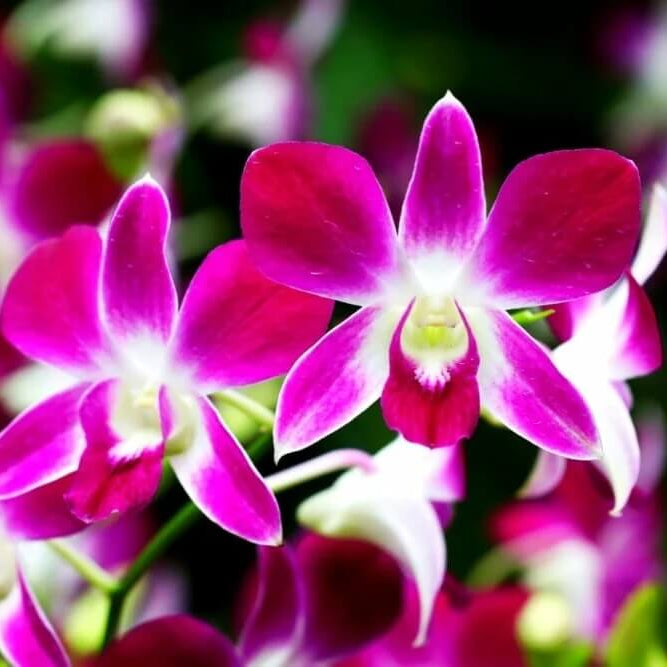 Dendrobium Orchid Seeds - Flower Plant