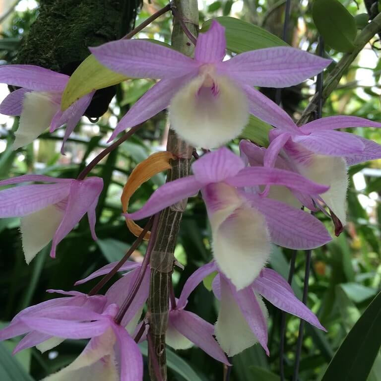 Dendrobium Orchid Seeds - Flower Plant