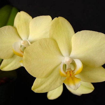 Dendrobium Orchid Seeds – Light Yellow