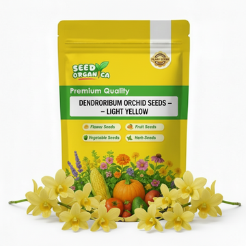 Dendrobium Orchid Seeds – Light Yellow