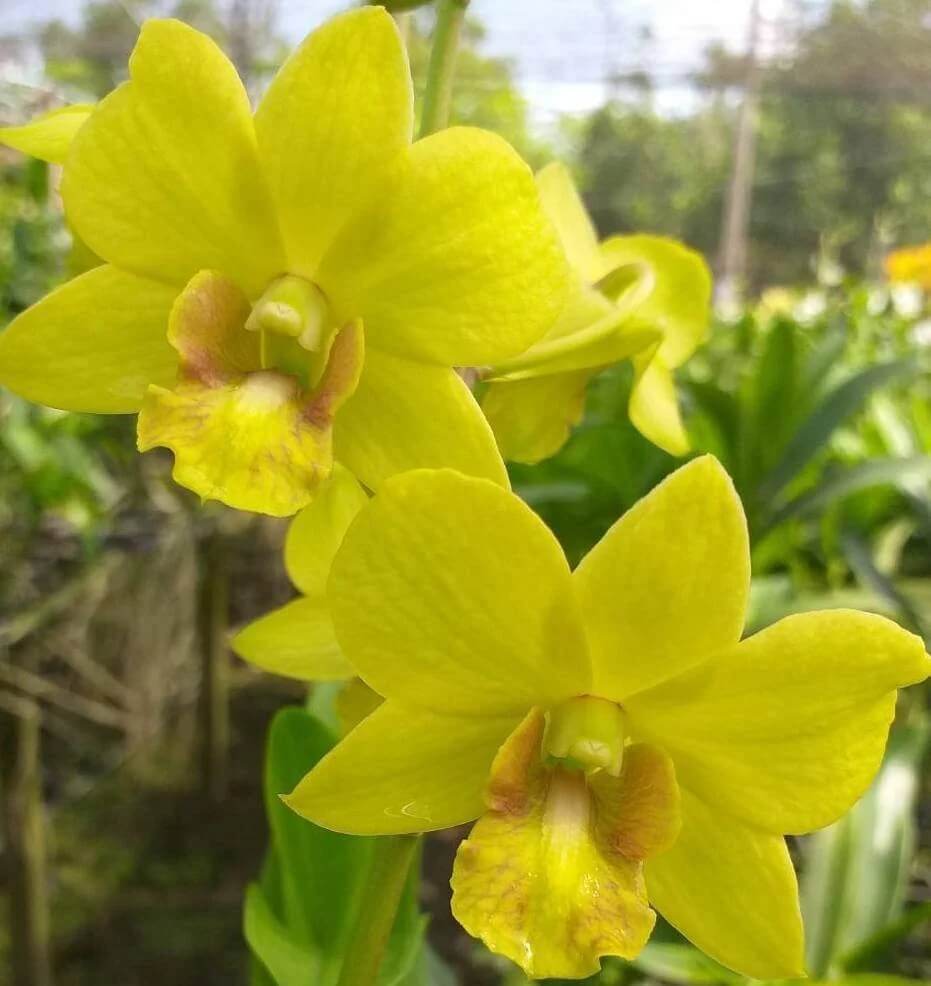 Dendrobium Orchid Seeds – Yellow