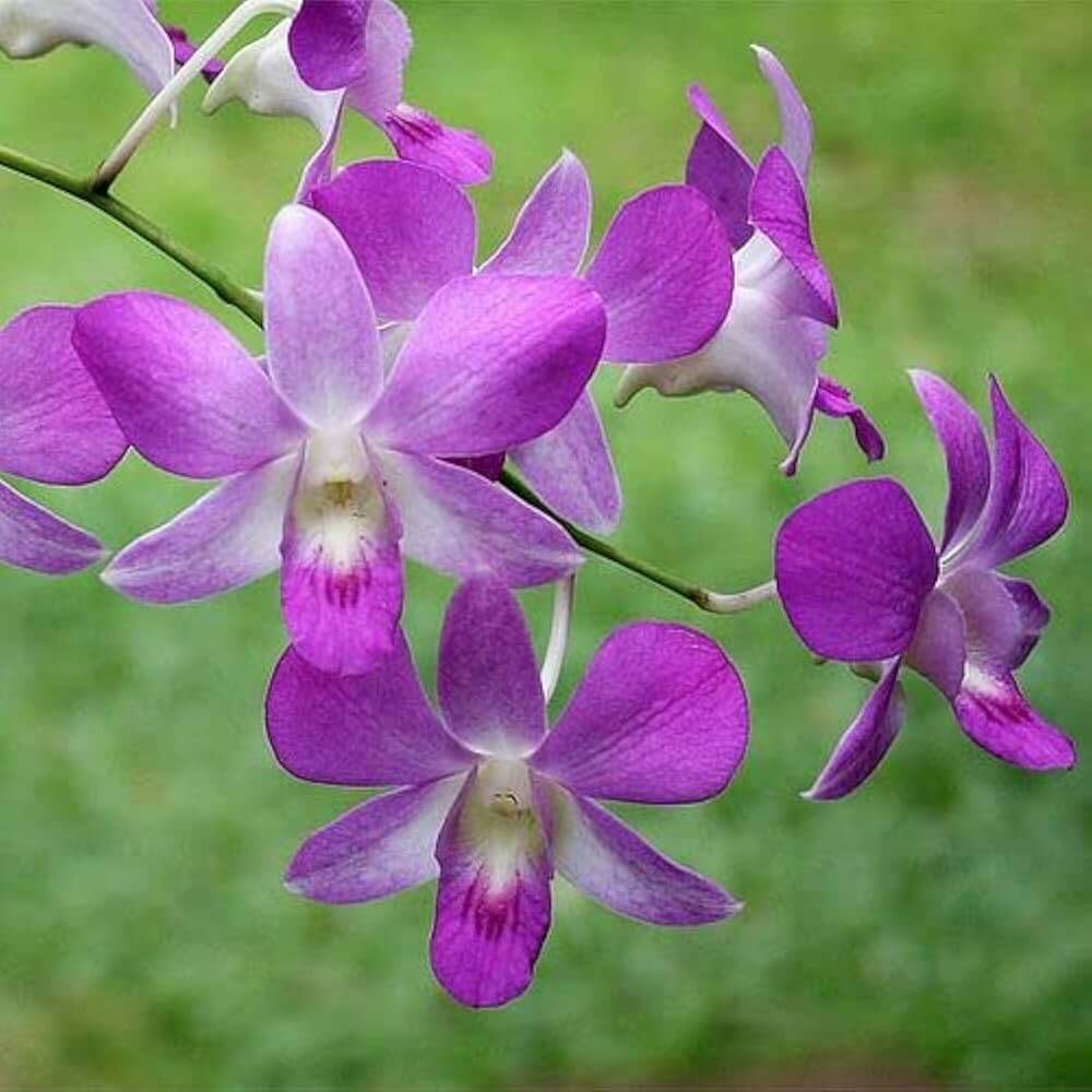 Dendrobium Seeds – Wildflower Mix Heirloom
