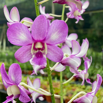 Dendrobium Seeds – Wildflower Mix Heirloom

