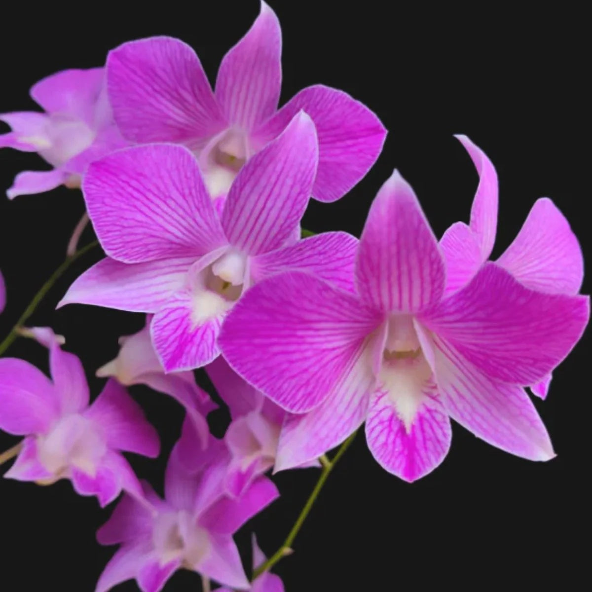 Dendrobium Seeds – Wildflower Mix Heirloom
