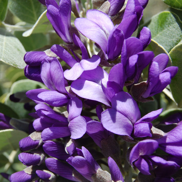 Dermatophyllum Secundiflorum Seeds