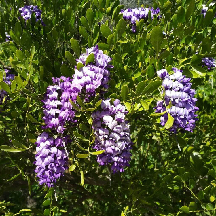 Dermatophyllum Secundiflorum Seeds