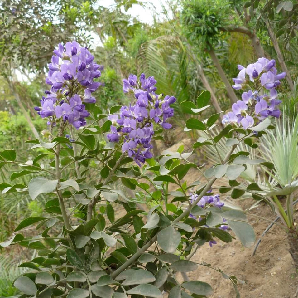 Dermatophyllum Secundiflorum Seeds