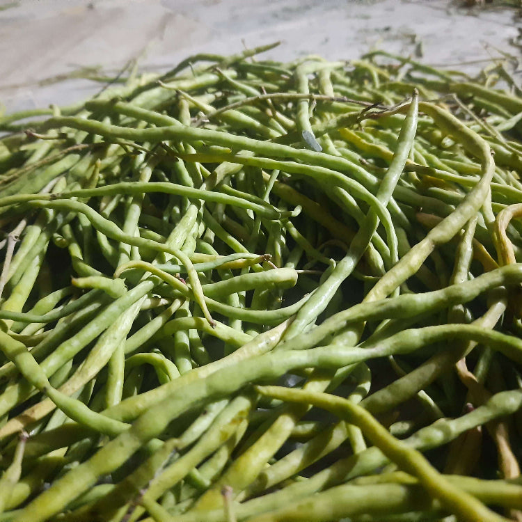 Desert Bean Seeds