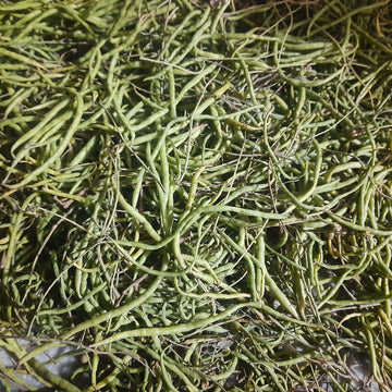 Desert Bean Seeds