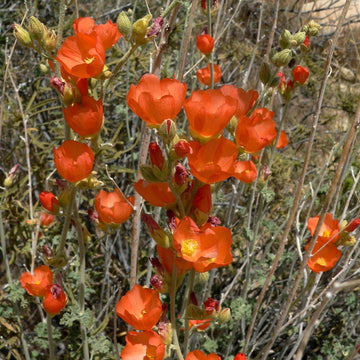 Desert Mallow Seeds - Sphaeralcea Ambigua
