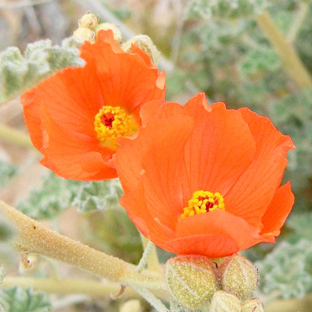 Desert Mallow Seeds - Sphaeralcea Ambigua
