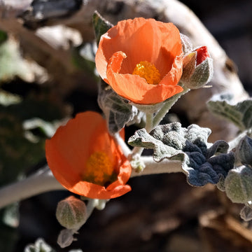 Desert Mallow Seeds - Sphaeralcea Ambigua
