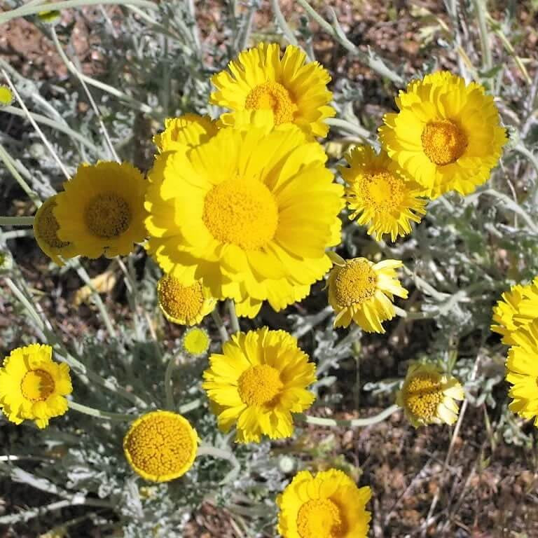 Desert Marigold Seeds – Baileya Multiradiata Perennial

