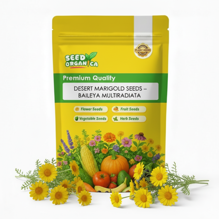 Desert Marigold Seeds – Baileya Multiradiata