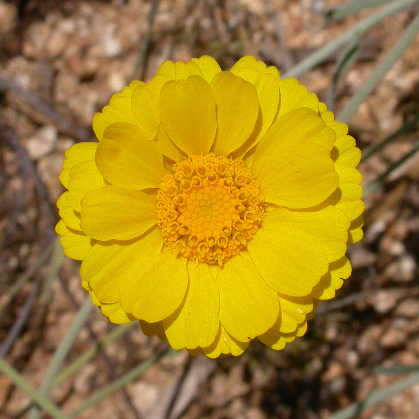 Desert Marigold Seeds – Baileya Multiradiata Perennial
