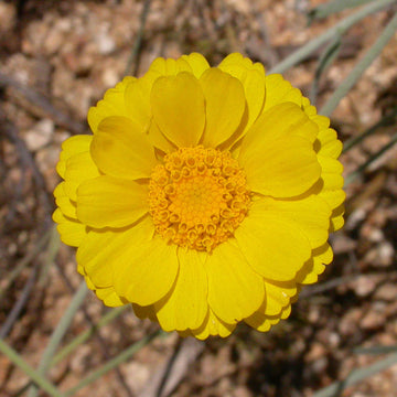 Desert Marigold Seeds – Baileya Multiradiata Perennial
