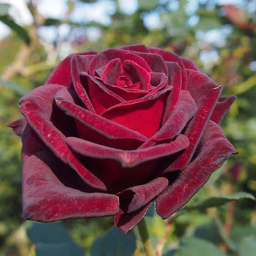Desert Rose Seeds - Black Red

