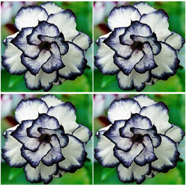 Desert Rose Seeds - Black & White
