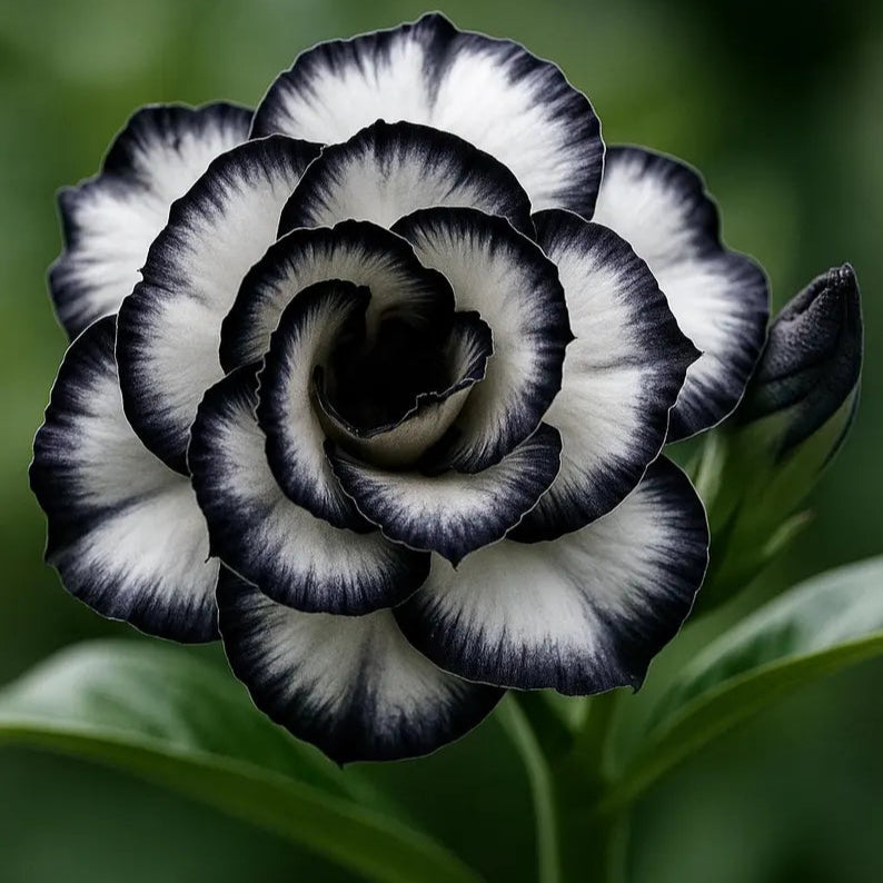 Desert Rose Seeds - Black & White
