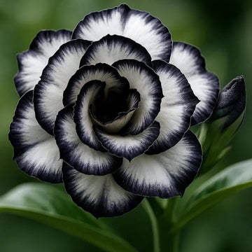 Desert Rose Seeds - Black & White
