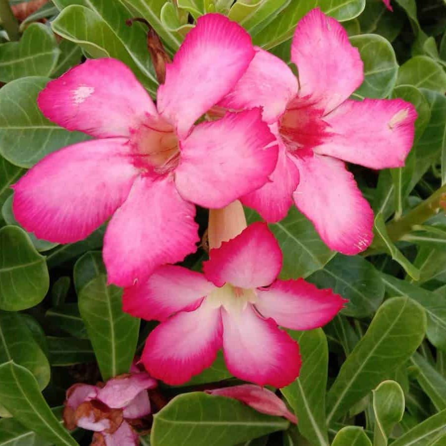Desert Rose Seeds – Adenium Obesum
