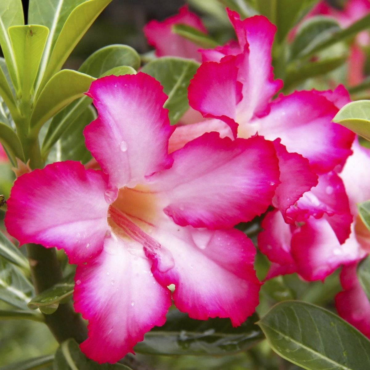 Desert Rose Seeds – Adenium Obesum
