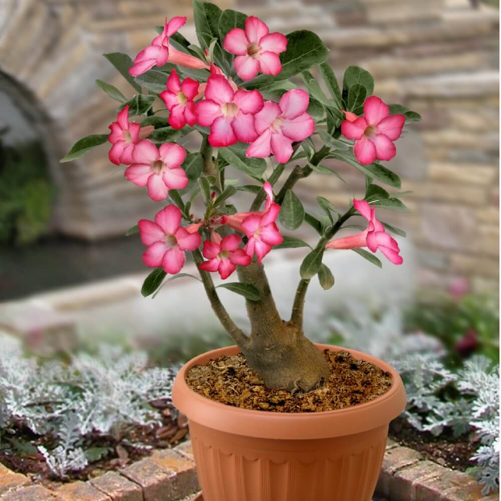 Desert Rose Seeds – Adenium Obesum Succulent
