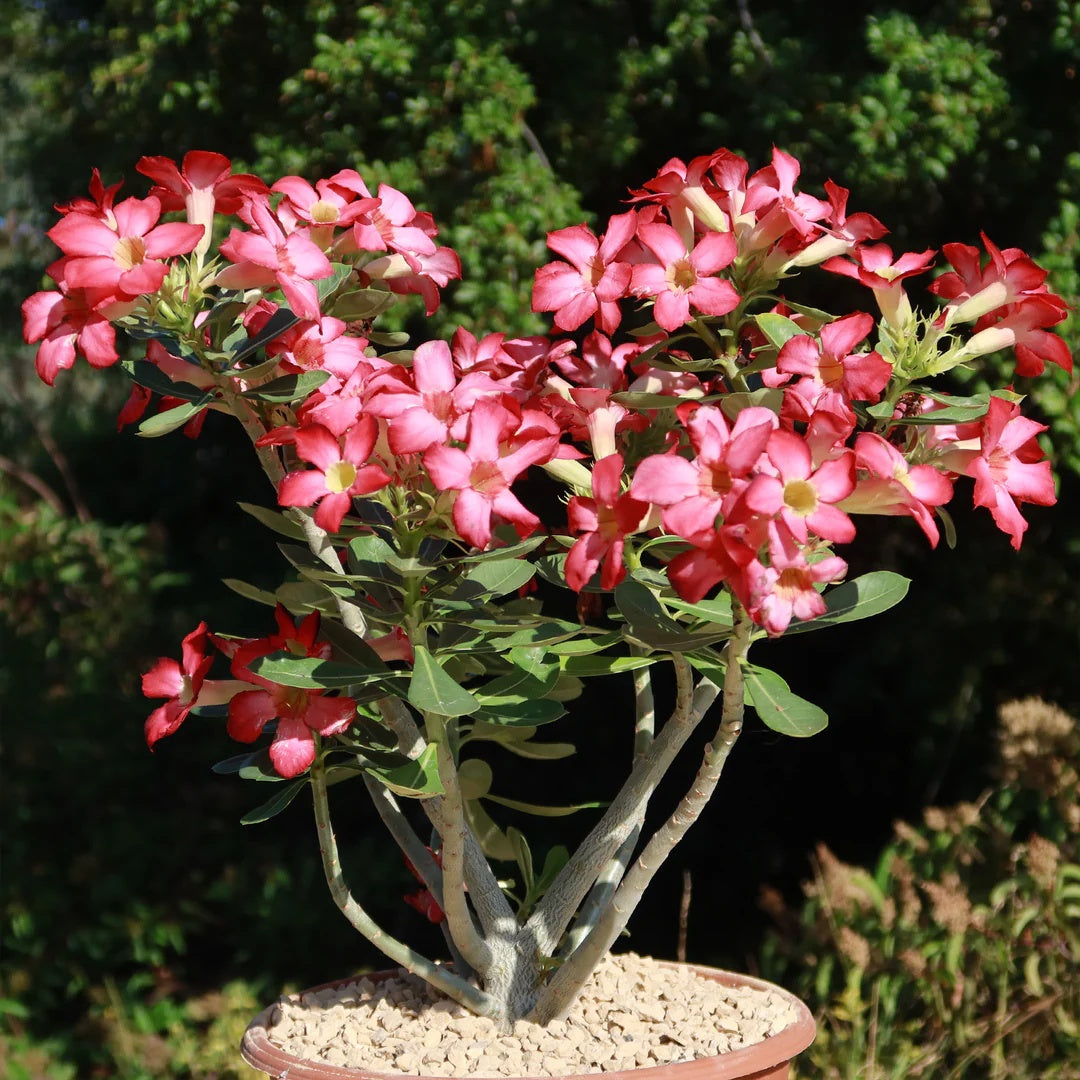 Desert Rose Seeds – Adenium Obesum Succulent
