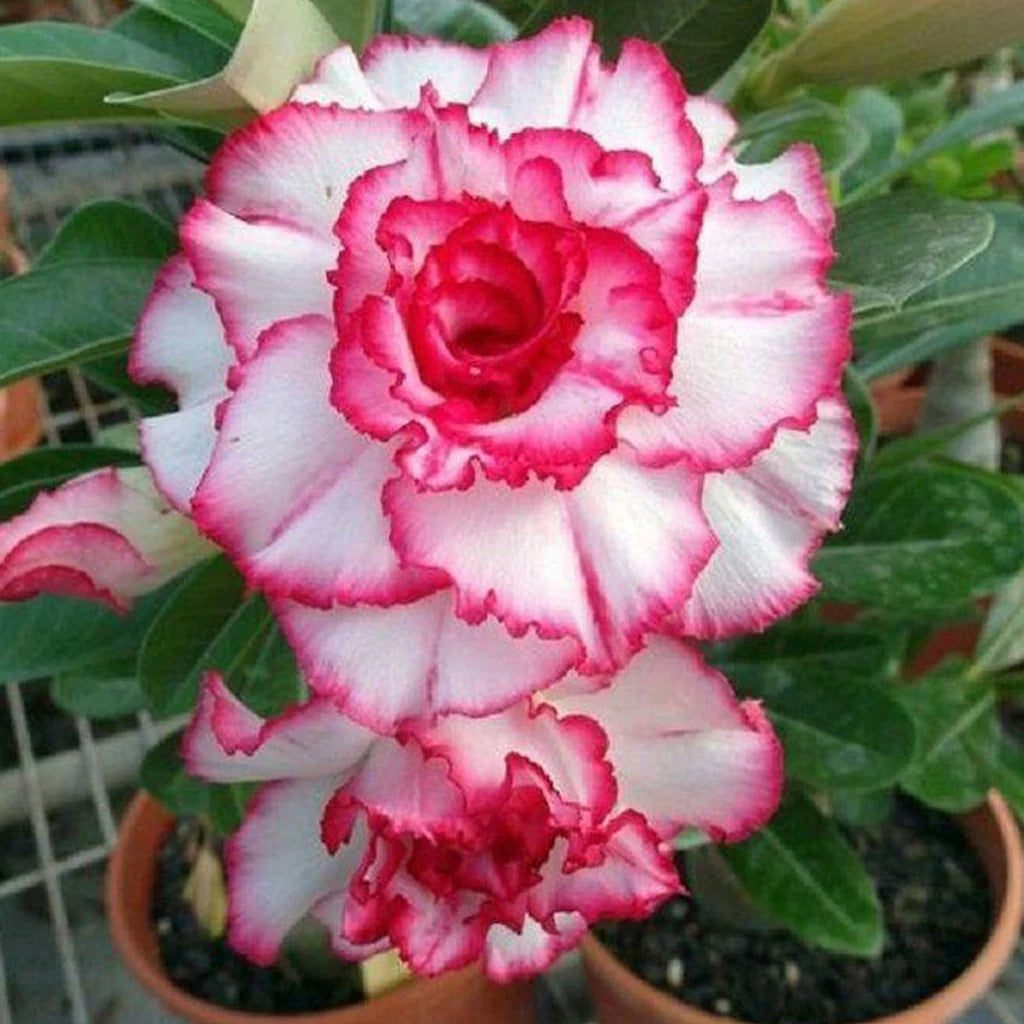 2d Desert Roses Double Desert Rose Seeds | Desert Rose Flower Seeds