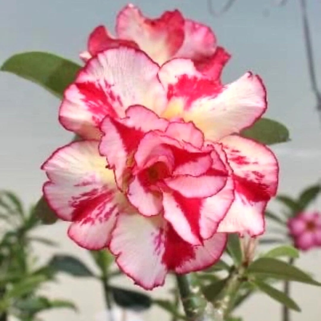 Desert Rose Seeds – Double
