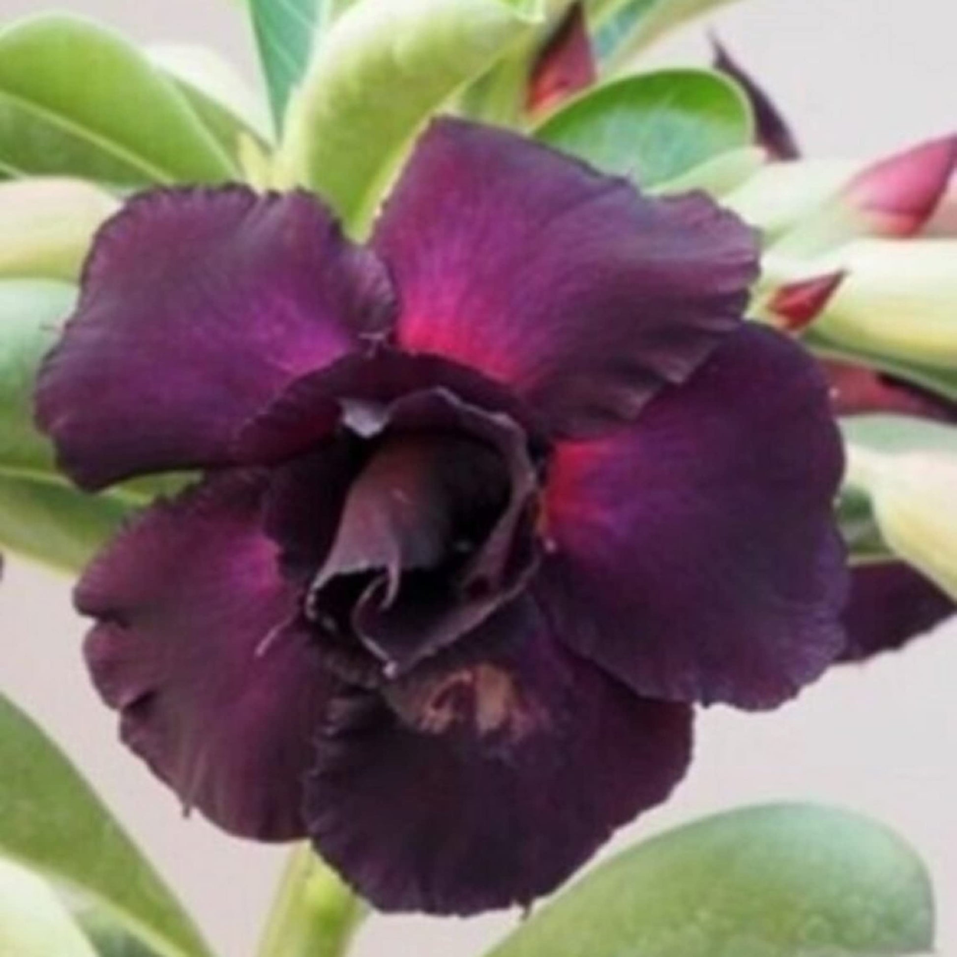 Desert Rose Seeds – Purple
