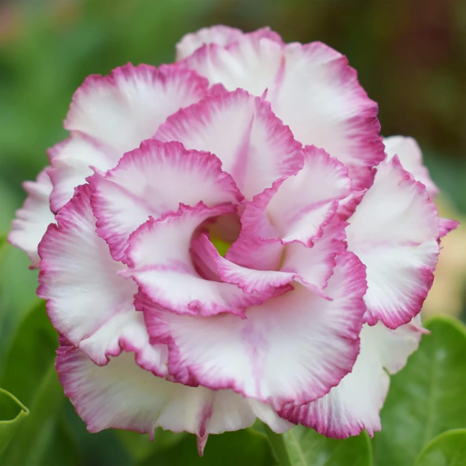 Desert Rose Seeds – Purple White
