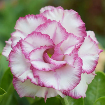 Desert Rose Seeds – Purple White
