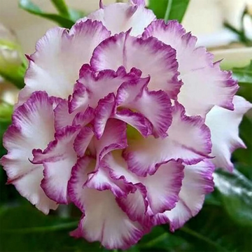 Desert Rose Seeds – Purple White
