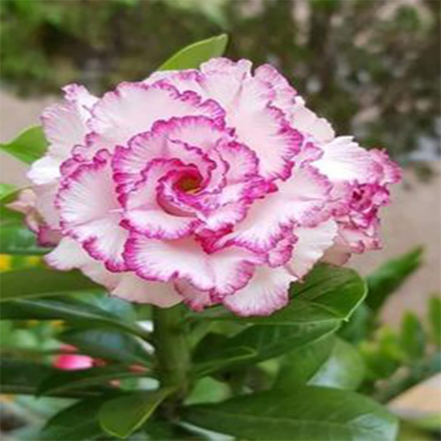 Desert Rose Seeds – Purple White
