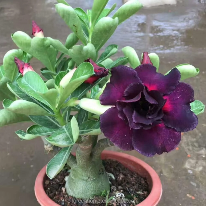 Desert Rose Seeds – Rare Purple Black

