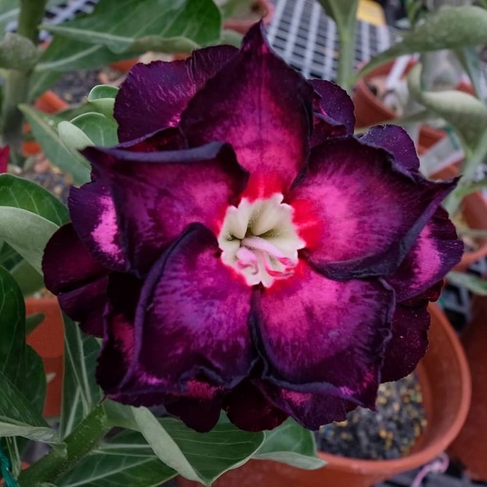 Desert Rose Seeds – Rare Purple Black
