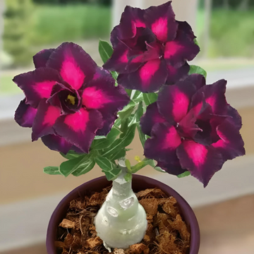 Desert Rose Seeds – Rare Purple Black
