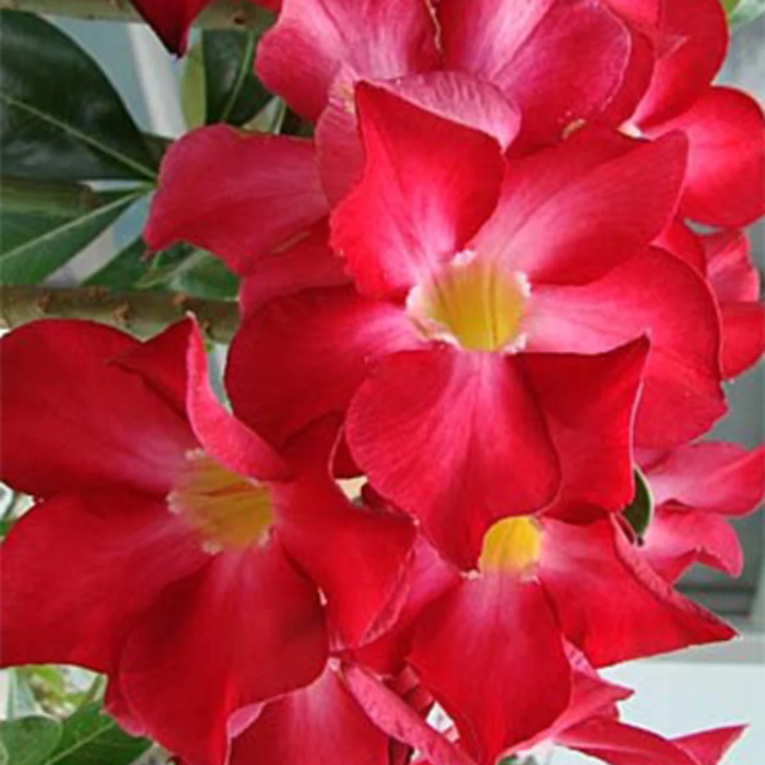 Desert Rose Seeds – Red
