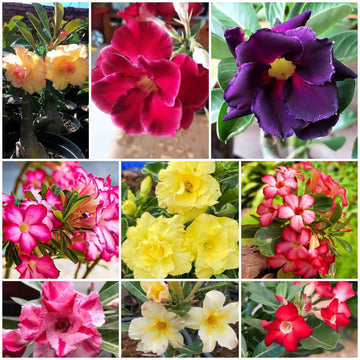 Desert Rose Seeds - All In One For Home Gardens