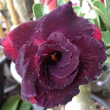 Desert Rose Seeds - Black Red
