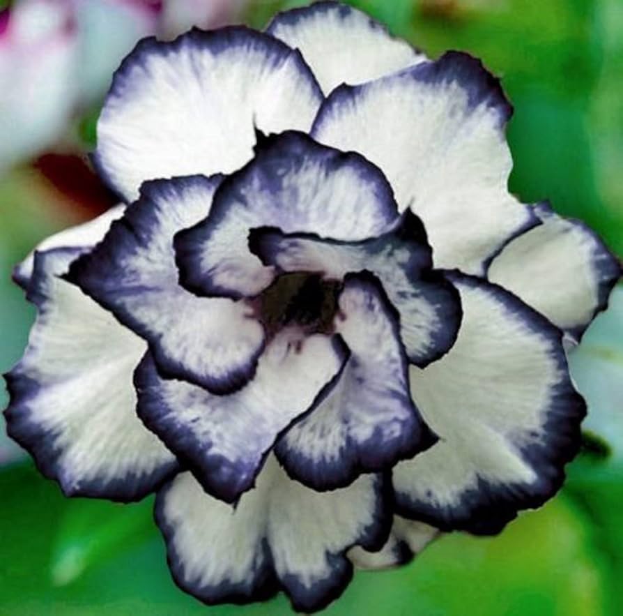 Desert Rose Seeds - Black & White
