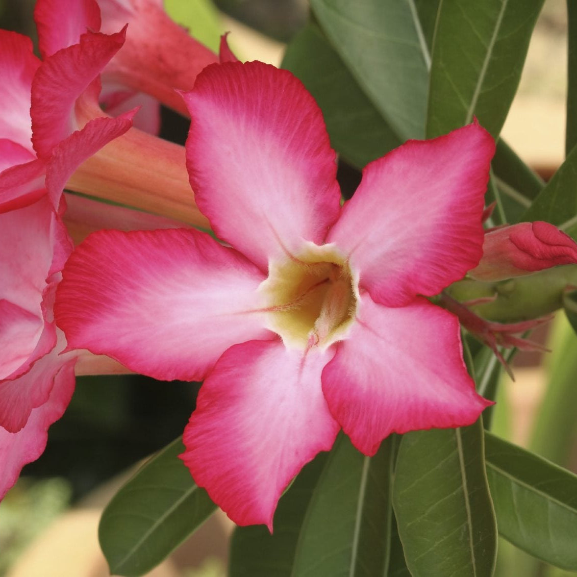 Desert Rose Seeds – Adenium Obesum
