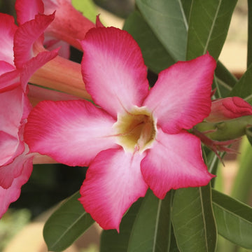 Desert Rose Seeds – Adenium Obesum

