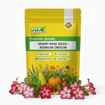 Desert Rose Seeds – Adenium Obesum