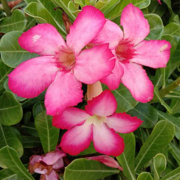 Desert Rose Seeds – Adenium Obesum Succulent
