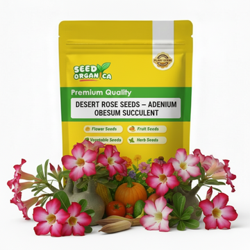 Desert Rose Seeds – Adenium Obesum Succulent
