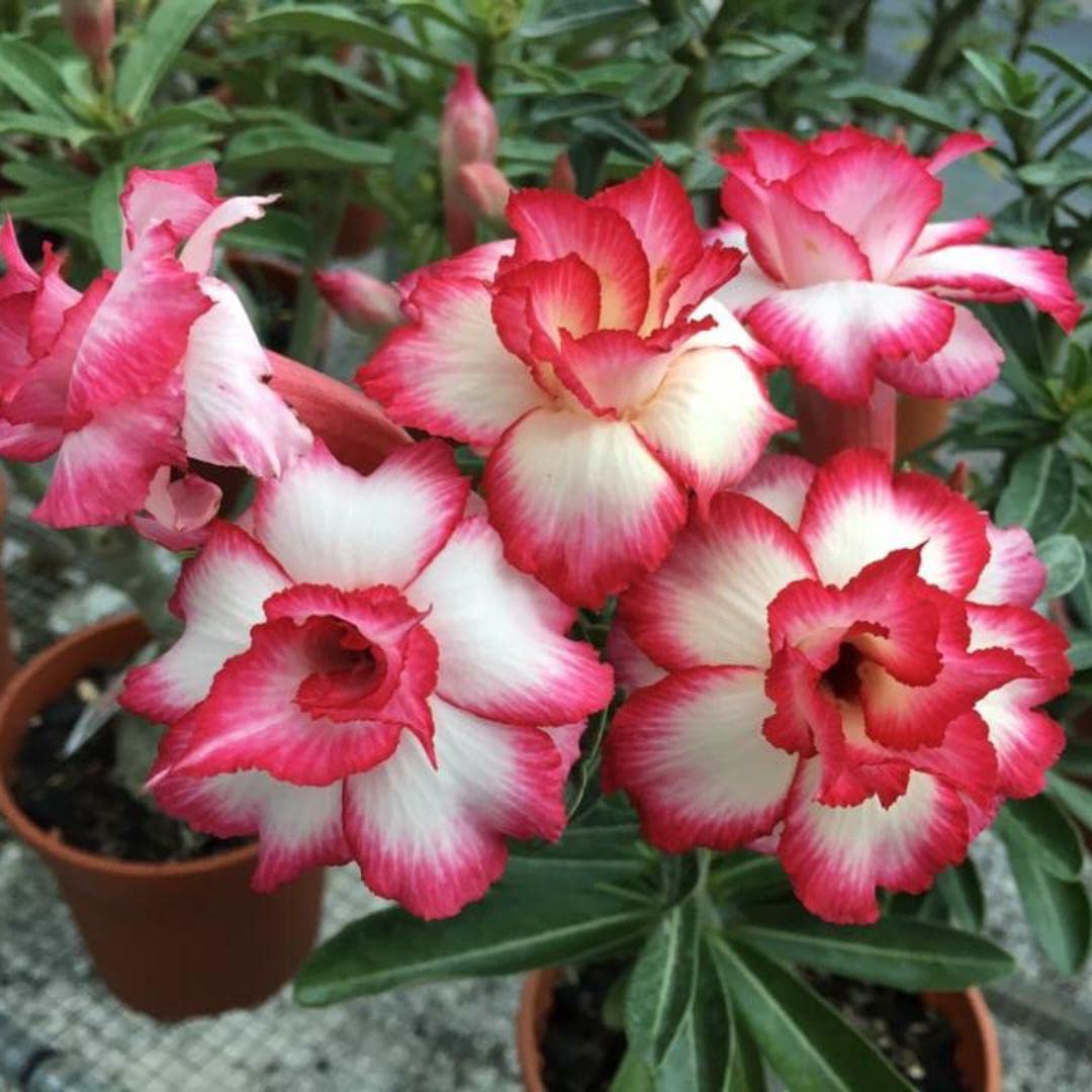 Desert Rose Seeds – Double
